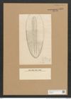 Surirella sp. (de-Toni-Nr.: Genus 53, Species 2298, 3705 } ?) Zeichnungen Sammlung Grunow Nr. 4826 (NHMW-BOT-W0372984)